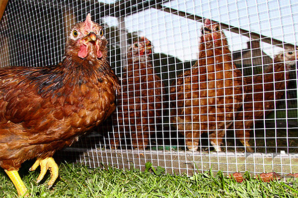 farm chain link fence