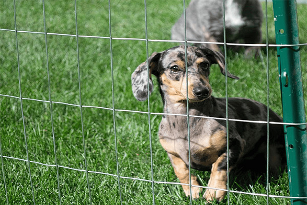 farm fence with mesh