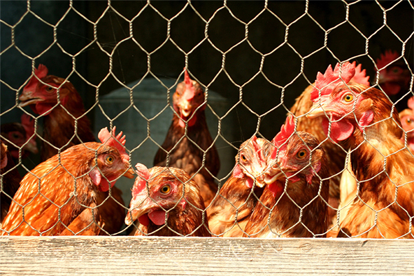 farm fence with wire mesh