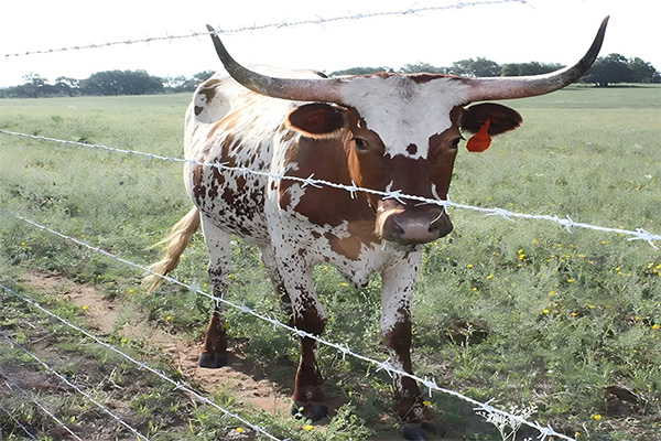 gi barbed wire