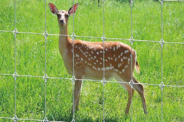 wire fence deer