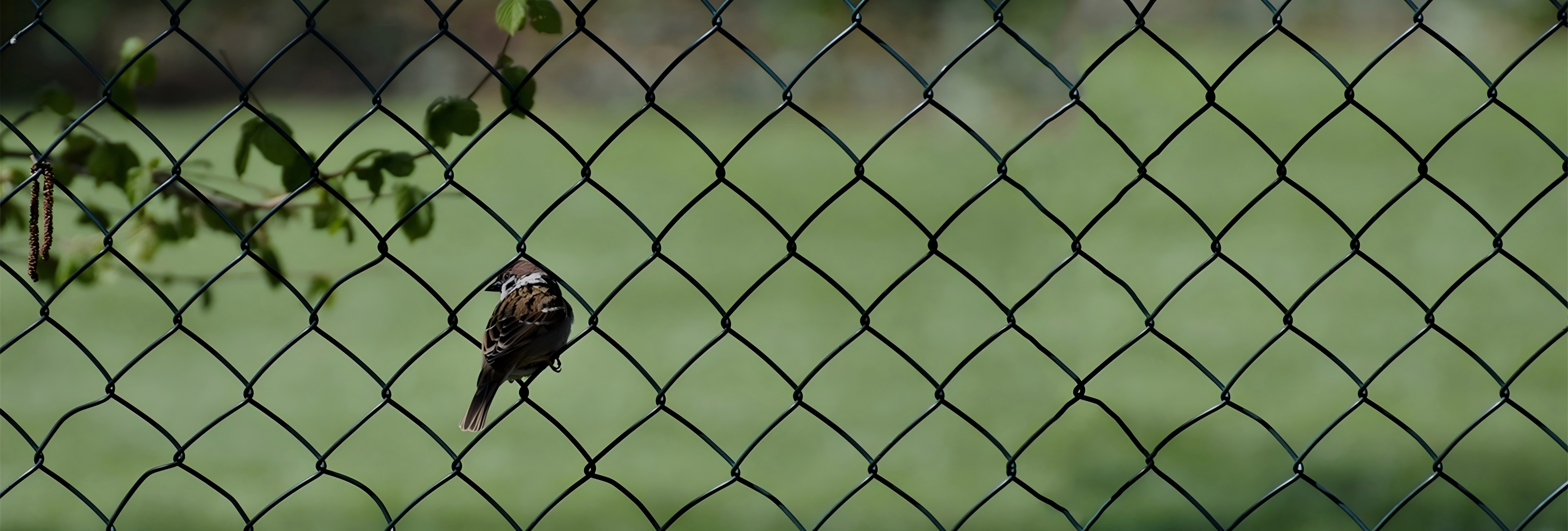 Sports Chain Link Fence